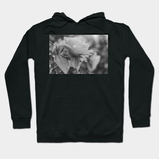 Close up and soft focus of camelia flower Hoodie